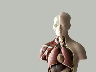 La medicina en manos de la élite: cómo la elitización de la educación médica erosiona el humanismo y la equidad en salud